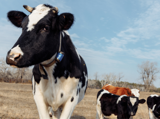 Best of the West: Virtual fences protect cattle and wildlife; Washington ba...