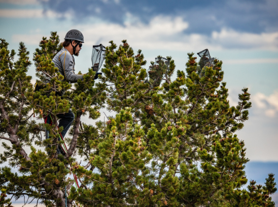 Best of the West: Restoring the whitebark pine. Plus, quantum in Utah; supp...