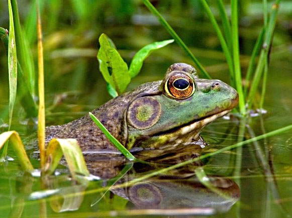 Best of the West: Taking on invasive species; Utah nuclear energy; Native A...